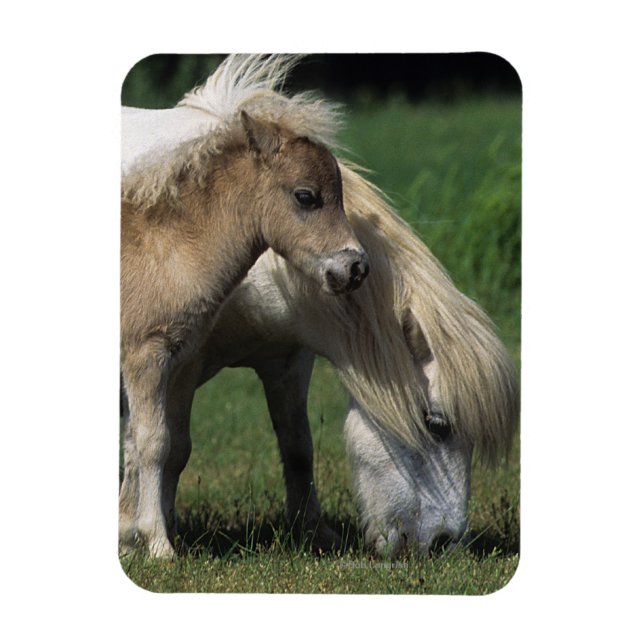 Magnet Flexible Miniature Mare & Foies 3 (Vertical)