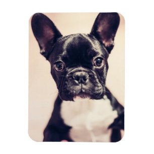 Magnet Flexible Minuscule Chiot noir et blanc