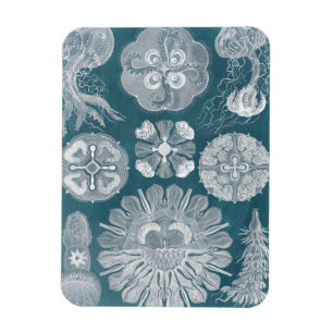 Magnet Flexible Modèle IV de vie marine