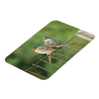 Magnet Flexible Moineaux à tête blanche mâle et femelle