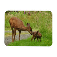 Momma Deer et son nouveau-né