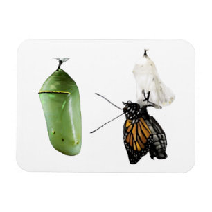 Magnet Flexible Monarque à aimants pour réfrigérateur/Chrysalis