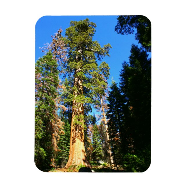 Magnet Flexible Monument national de la Sequoia (Vertical)