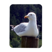 Mouette paisible sur l'art de la faune post-nature