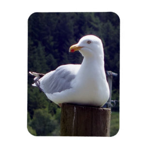 Magnet Flexible Mouette paisible sur un poteau Art de la faune et 