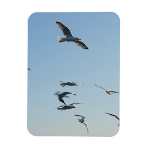 Magnet Flexible Mouettes Élégantes en Vol dans le Ciel Bleu Côtier