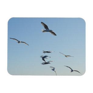 Magnet Flexible Mouettes S'Envolées Volant Avec Le Ciel Bleu Déc
