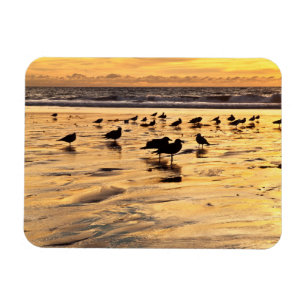 Magnet Flexible Mouettes Sur La Plage Au Coucher Du Soleil