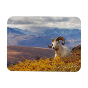 Magnet Flexible mouflon de Dall, Ovis dalli, bélier