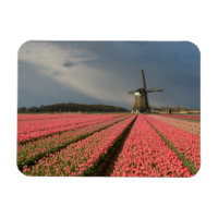Moulin à vent avec tulipes roses au printemps