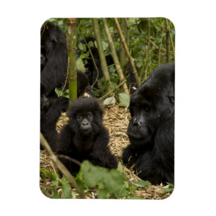 Magnet Flexible Mountain Gorilla, adult with young