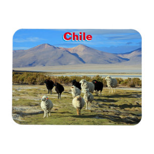 Magnet Flexible mouton chilien