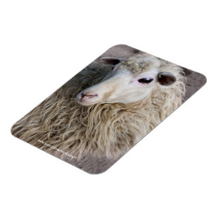 Magnet Flexible Moutons drôles