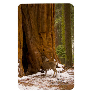 Magnet Flexible Mule Deer