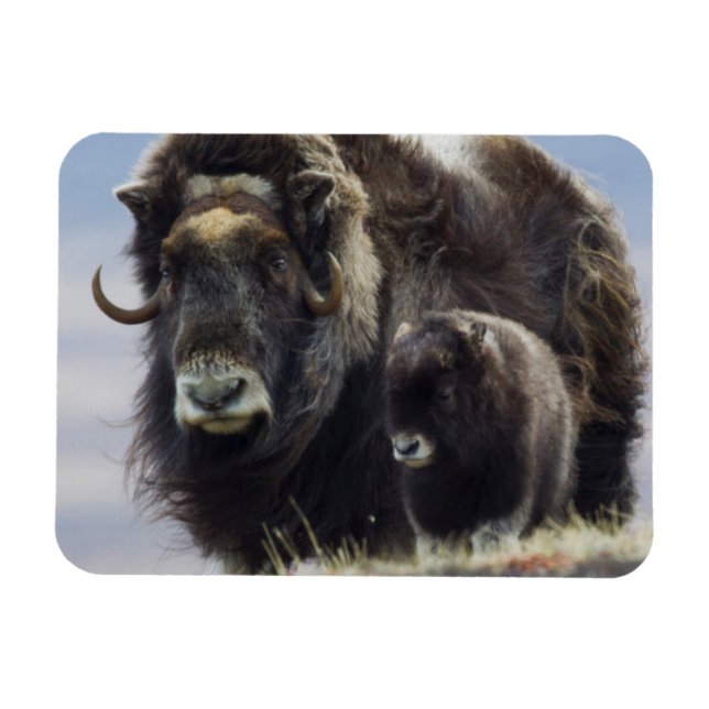 Magnet Flexible Musk Ox with Calf (Horizontal)