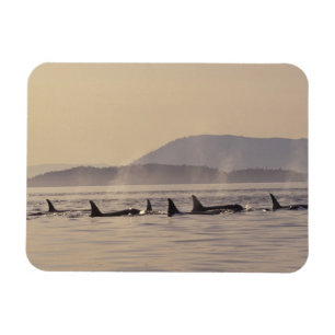 Magnet Flexible N.A., États-Unis, Washington, San Juan Islands Orc