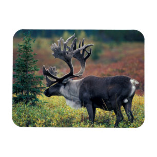 Magnet Flexible NA, États-Unis, Alaska, Parc national Denali, Cari