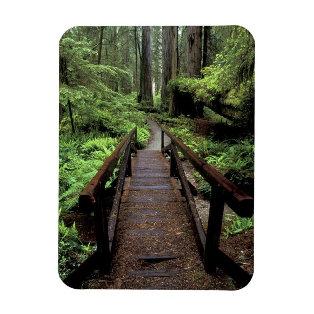 Magnet Flexible NA, USA, Californie, Jedidiah Smith Redwoods (Vertical)