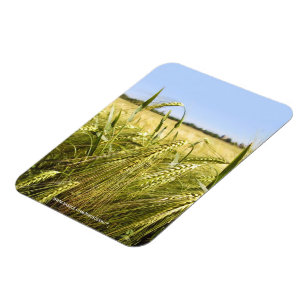 Magnet Flexible Nature botanique du grain de seigle