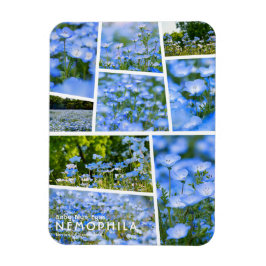 Magnet Flexible NEMOPHILA（Baby Blue Eyes）
