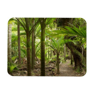 Magnet Flexible Nikau Palms, Heaphy Track, près de Karamea,