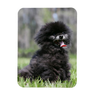 Magnet Flexible Noir Pomeranian