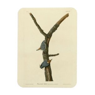 Magnet Flexible Nuthatch à tête Brown - Audubon's Birds of America