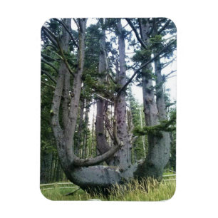 Magnet Flexible Octopus Tree, Cape Meares, Oregon