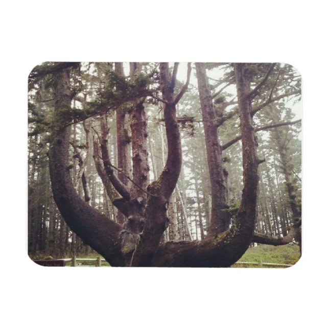 Magnet Flexible Octopus Tree, Cape Meares, Oregon (Horizontal)