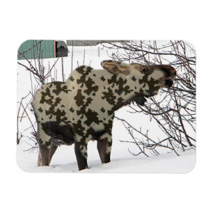 Magnet Flexible Oie camouflée