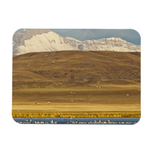 Magnet Flexible Oies des neiges pendant la migration printanière