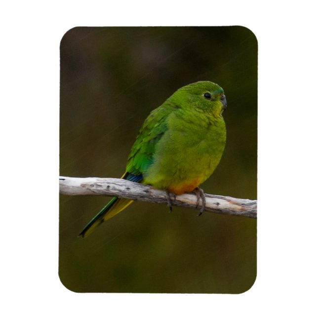 Magnet Flexible Oiseau de perroquet à ventre orange rare Australie (Vertical)