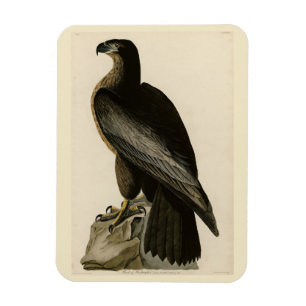 Magnet Flexible Oiseau de Washington d'Audubon's Birds of America