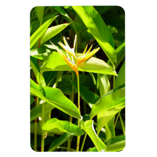 Magnet Flexible Oiseau du Paradis