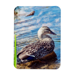 Magnet Flexible Ondulations