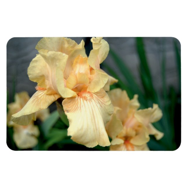 Magnet Flexible Orange Irises dans un jardin d'été (Horizontal)