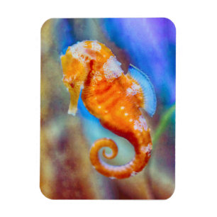 Magnet Flexible Orange Seahorse délice