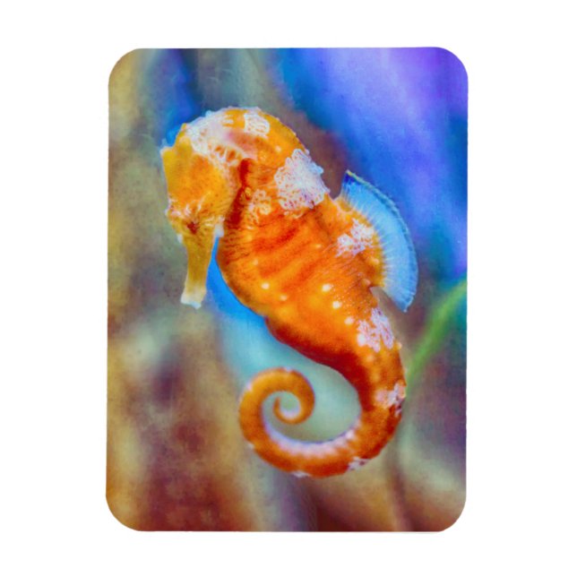 Magnet Flexible Orange Seahorse délice (Vertical)
