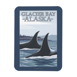 Magnet Flexible Orca Whales #1 - Glacier Bay, Alaska