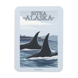 Magnet Flexible Orca Whales #1 - Sitka, Alaska