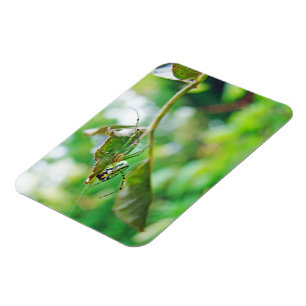 Magnet Flexible Orchard Orbweaver Spider - Leucauge venusta