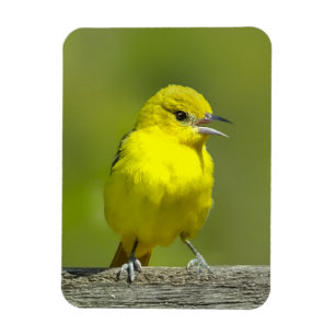 Magnet Flexible Orchard Oriole - Photo originale