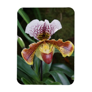 Magnet Flexible Orchid