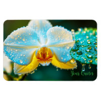 Orchidée Blanche Élégante avec Gouttelettes d'Eau 