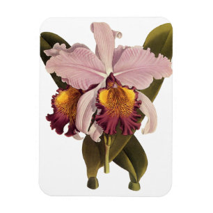 Magnet Flexible Orchidée Cattleya Violette Vintage, Fleurs Tropica