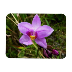 Magnet Flexible Orchidée sauvage fleur tropicale violette
