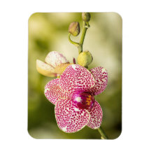 Orchidée tachetée rose