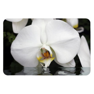 Magnet Flexible Orchidées blanches dans l'eau Aimant photo flexibl