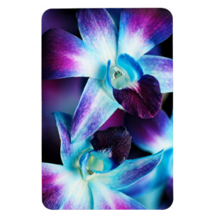 Magnet Flexible Orchidées customisées par orchidée pourpre de