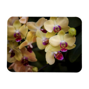 Magnet Flexible Orchidées roses et jaunes
